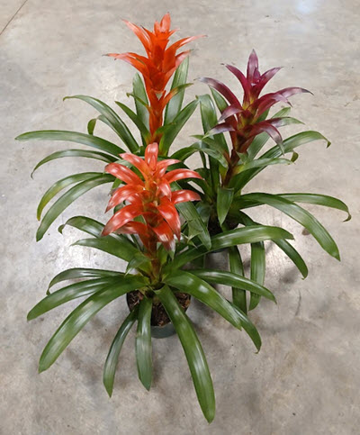 6" Bromeliad Guzmania Assortment